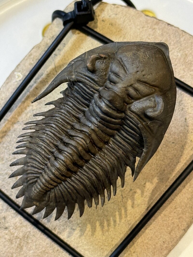 Metacanthina issoumourensis