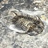 Dorypyge sp.