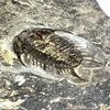 Dorypyge sp.