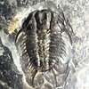 Dorypyge sp.