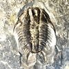 Dorypyge sp.