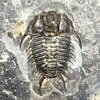 Dorypyge sp.