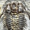 Dorypyge sp.