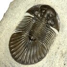 Scabriscutellum sp.(Spiny type)