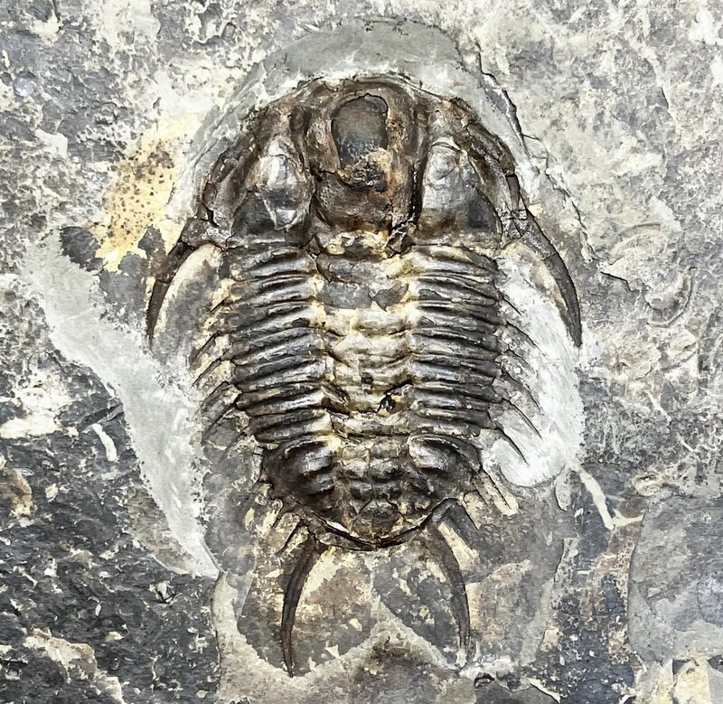 Dorypyge sp.