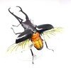 ギラファノコギリクワガタ（ダイスケイ）　【いきもの大図鑑アドバンス】