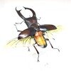 マンディブラリスフタマタクワガタ（赤褐色）　【いきもの大図鑑アドバンス】