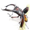 マンディブラリスフタマタクワガタ（赤褐色）　【いきもの大図鑑アドバンス】
