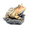 アマゾンツノガエル（ブラウン）　【ミニコレクション】