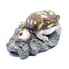 アメフクラガエル　【ミニコレクション】