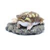 アメフクラガエル　【ミニコレクション】