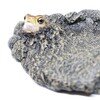 アメフクラガエル　【ミニコレクション】