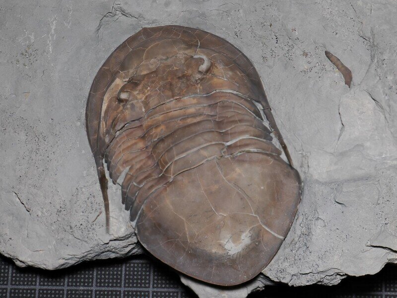 Isotelus maximus