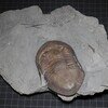 Isotelus maximus