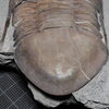Isotelus maximus