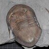 Isotelus maximus