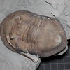Isotelus maximus