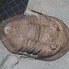 Isotelus maximus