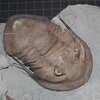 Isotelus maximus