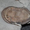 Isotelus maximus
