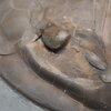 Isotelus maximus