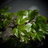 CANON TV LENS PHF 35mm-f1.2