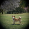 CANON TV LENS PHF 35mm-f1.2