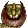 Lioharpes sp.