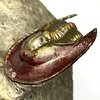 Lioharpes sp.