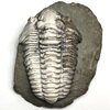 Calymene blumenbachii