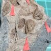 Linguaphillipsia