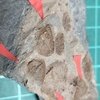 Linguaphillipsia