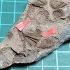 Linguaphillipsia