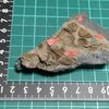 Linguaphillipsia