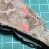 Linguaphillipsia