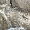 「軟」Kuanyangiaの触角