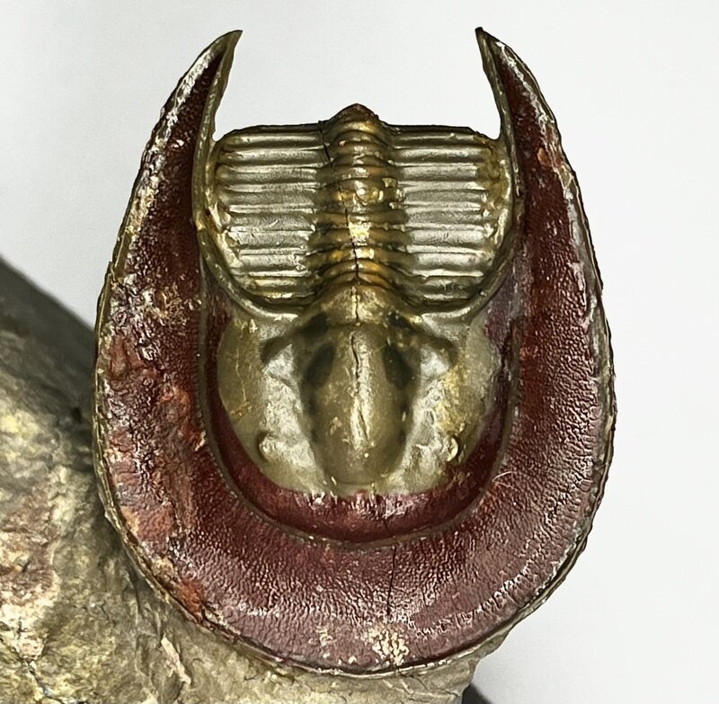 Lioharpes sp.