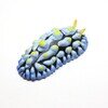 ソライロイボウミウシ  【MONO PLUS】