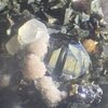 セルビアの鉱物標本