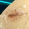Naraoia spinosa 1