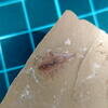 Naraoia spinosa 1