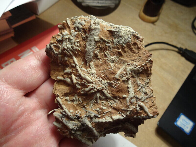 Bryozoans