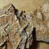 Bryozoans