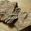 Bryozoans