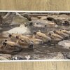 伊豆シャボテン動物公園 2