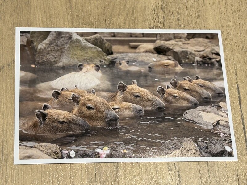 伊豆シャボテン動物公園 2