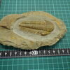 Brevitermierella aff. brevifrons?