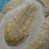 Brevitermierella aff. brevifrons?