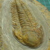 Brevitermierella aff. brevifrons?