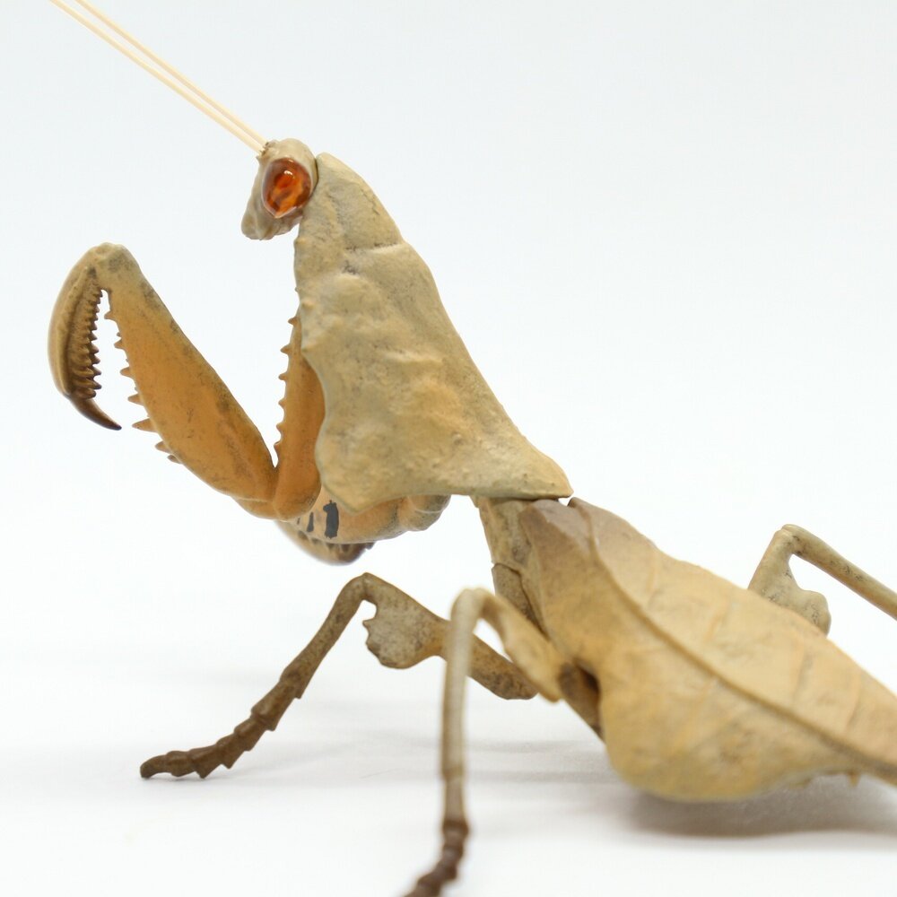 ヒシムネカレハカマキリ 【原色図鑑】 展示中 in Museum of